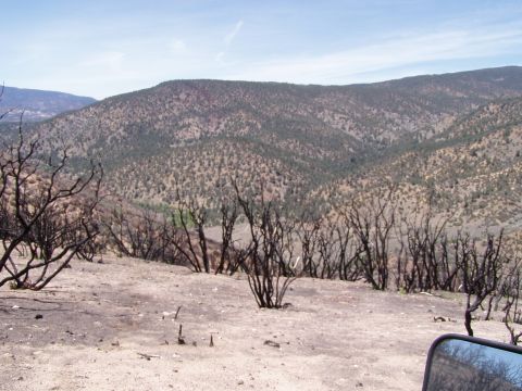 1967 Ford Bronco - The aftermath of a wildfire shows a desolate landscape with charred trees and dry earth.