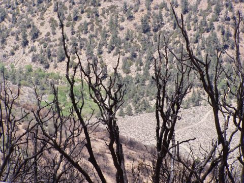 1967 Ford Bronco - A desolate scene of burnt trees against a backdrop of a dry, hilly terrain with scattered green foliage.