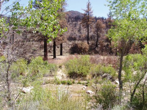 1967 Ford Bronco - Landscape scene with evidence of a past wildfire, charred trees and new green growth.