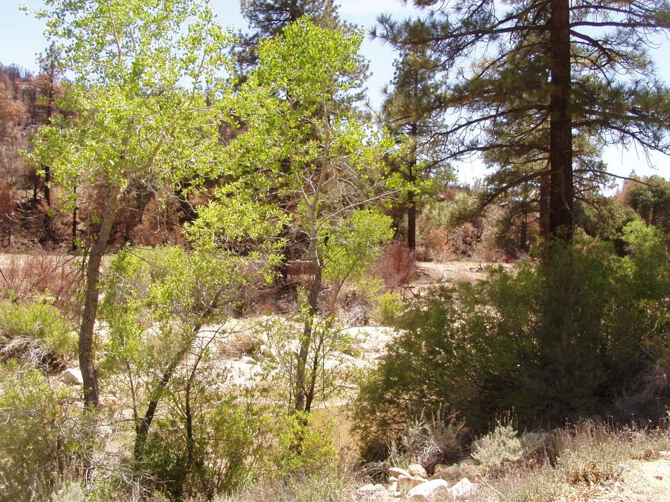 wooded area with green trees, brush, and some burnt trees in background