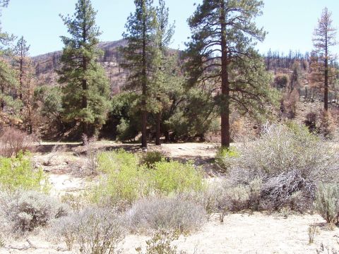 1967 Ford Bronco - A dry, arid landscape with sparse vegetation and burnt trees on the hillside under a clear blue sky.
