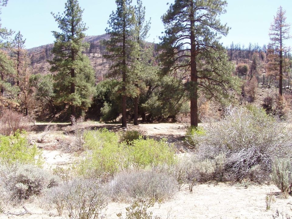 Desert landscape with pine trees and scrub brush