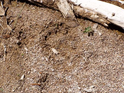 1967 Ford Bronco - Close-up view of the ground surface with gravel, dirt, and debris.