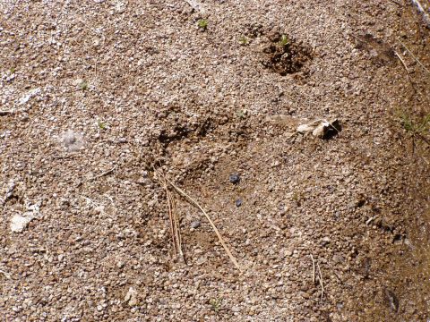 1967 Ford Bronco - A close-up view of the ground, showing pebbles, dirt, and a few pieces of debris.