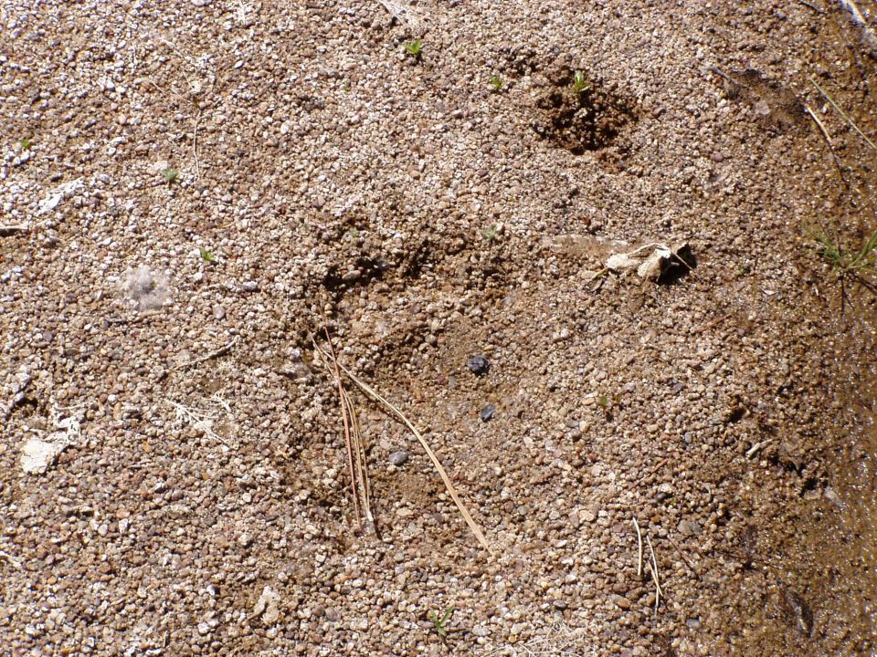 Ground with pebbles, dirt, pine needles, and some scattered debris