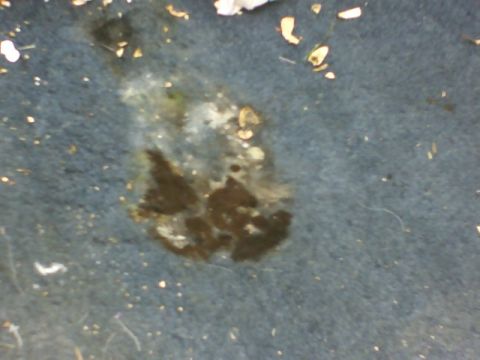1989 Ford Bronco - Close-up of a stained and dirty carpet inside a vehicle, with debris scattered on the surface.