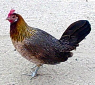 1997 Ford Crown Victoria - A chicken stands on a gravel surface. The image contains a watermark for "SUPERMOTORS www.supermotors.net".
