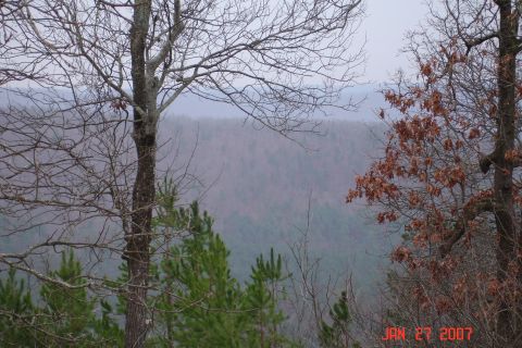 1995 Ford Bronco - A view of a forest valley on a cloudy day, with bare branches and some evergreens in the foreground.