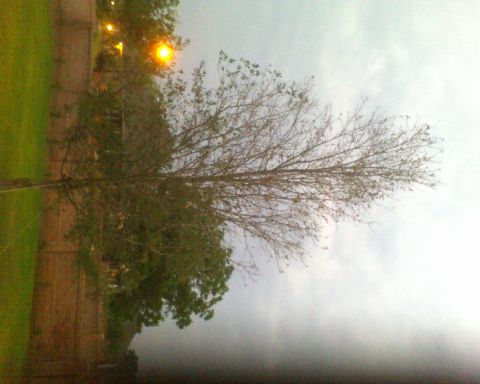 1988 Ford E250 - A tree with sparse leaves stands in front of a brick wall and a cloudy sky.