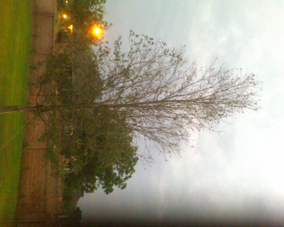 Rotated dusk photo of a bare tree, brick building and streetlight against gray sky