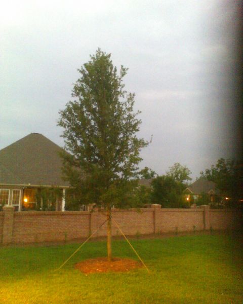 1988 Ford E250 - A newly planted tree is secured with stakes and ropes in a suburban backyard.