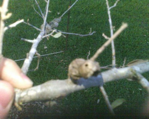 1988 Ford E250 - A small rodent is perched on a tree branch, which has been wrapped with dark tape.
