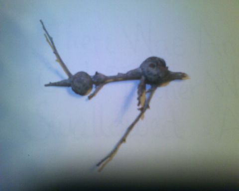 1988 Ford E250 - A close-up of a tree gall attached to a branch, isolated on a plain background.