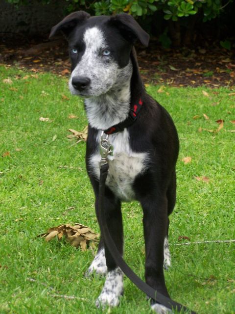 1990 Ford Bronco - A black and white dog with striking blue eyes stands on a grassy lawn.