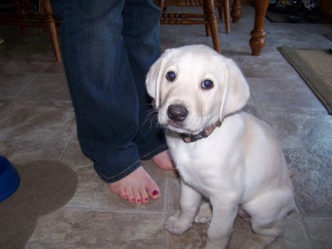 1986 Ford Bronco - Jack - 8 weeks old