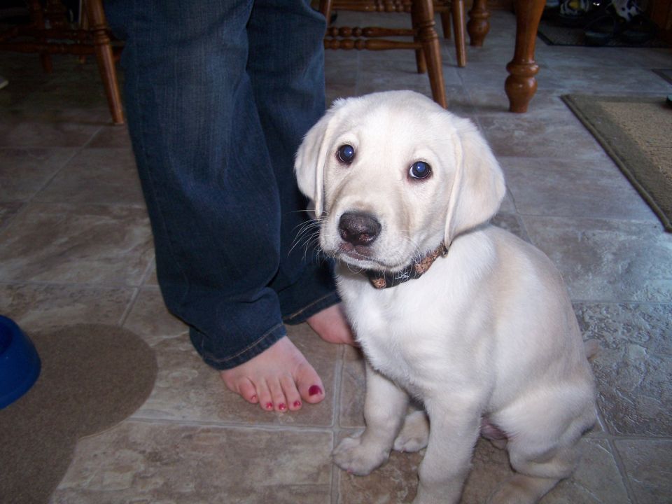 Jack - 8 weeks old