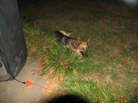 1978 Ford Bronco - A German Shepherd rests in the grass beside a large dark object and an orange extension cord.