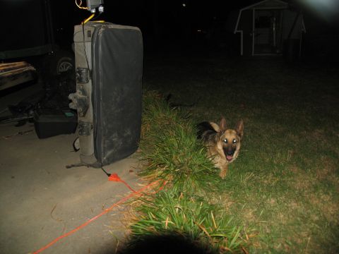 1978 Ford Bronco - Dog in grass near a large case at night, with a shed in the background.