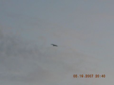 1994 Ford Explorer - A bird is seen flying in the sky, captured on May 19, 2007.