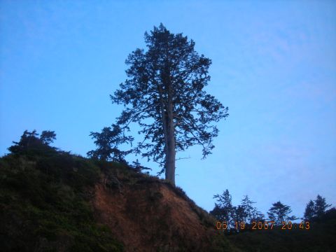 1994 Ford Explorer - A lone tree stands on a steep, grassy cliff face against a clear blue sky, with a date and time stamp visible.