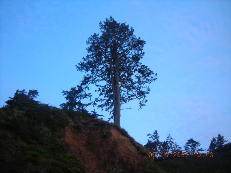 Lone conifer on an eroding bluff at dusk with 2007 date stamp