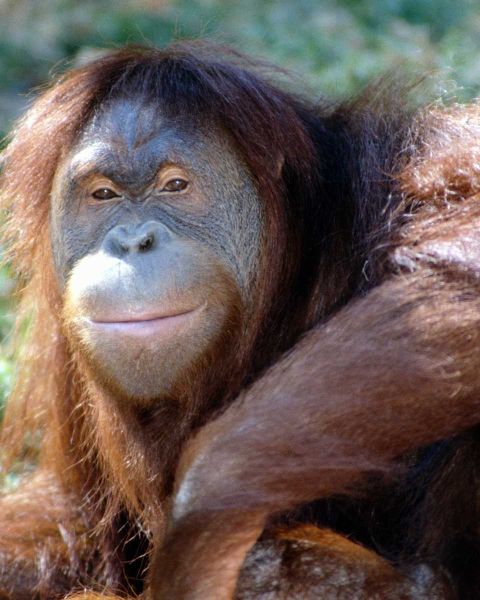 1971 Ford Ranchero - Close-up portrait of an orangutan's face, with a website URL visible in the lower right corner.