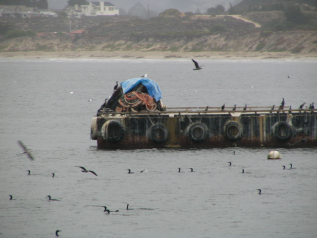 Barges loaded with netting and covered with blue tarp, floating in water with birds