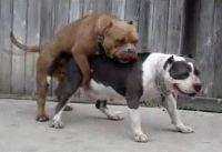 1991 Ford Bronco - Two pitbull dogs are mating outdoors in front of a weathered wooden fence.