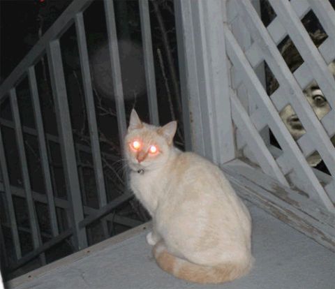 1991 Ford Bronco - A cat with glowing eyes sits on a porch, while mysterious figures peer through the fence behind it.