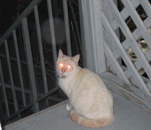 cat with bright orange eyes sits on a porch at night, with shadowy figures visible through a lattice fence