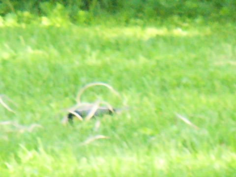 1991 Ford Probe - A car is barely visible in a grassy field, with only a portion of its dark body showing through the green blades.
