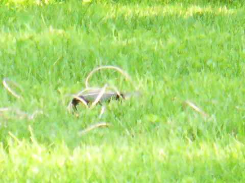 1991 Ford Probe - A dark car part, possibly a bumper or fender, is visible in the grass with some white trim.