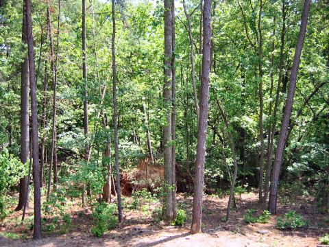 1985 Ford Crown Victoria LTD - View of rear wooded area from screened in porch.