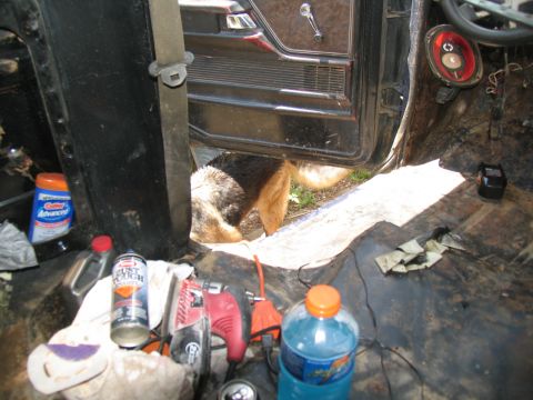 1978 Ford Bronco - A dog is seen inside a messy vehicle interior with various tools and cleaning products scattered around.