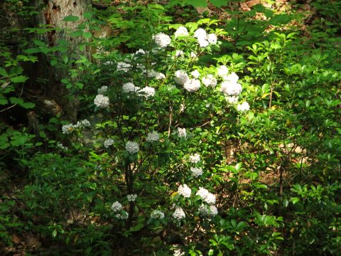 1996 Ford Bronco - A bush with clusters of white flowers blooms in a sun-dappled forest setting.
