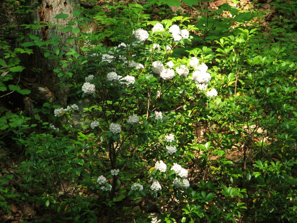 Flowering bush with white blossoms in a wooded area