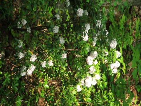 1996 Ford Bronco - A flowering shrub with clusters of white blossoms and dense green foliage.