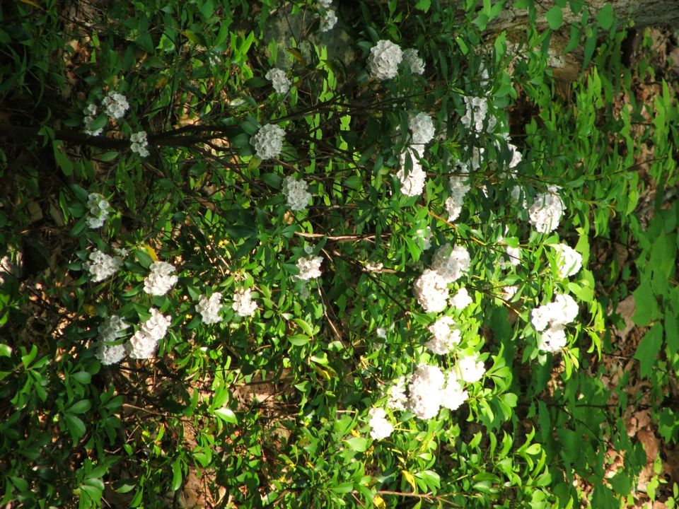 Flowering shrub with white blossoms and green leaves