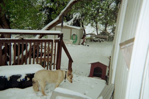 1996 Ford Bronco - A snowy scene shows two dogs in a backyard with a deck, shed, and doghouse.