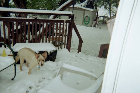 1996 Ford Bronco - A dog stands on a snow-covered deck next to a wooden railing and a storage bin.
