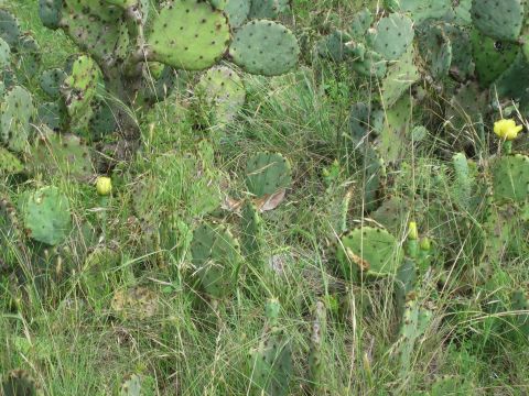 2001 Jeep Wrangler - A dense patch of prickly pear cactus and grass with yellow flowers is visible.