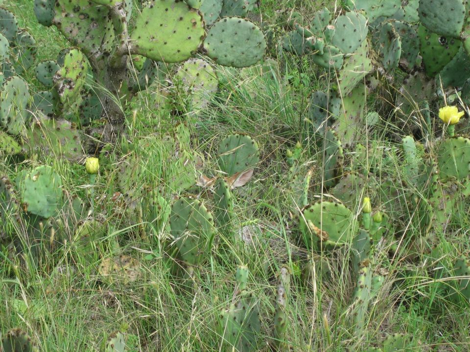 Prickly pear cactus pads and yellow flowers grow in tall green grass