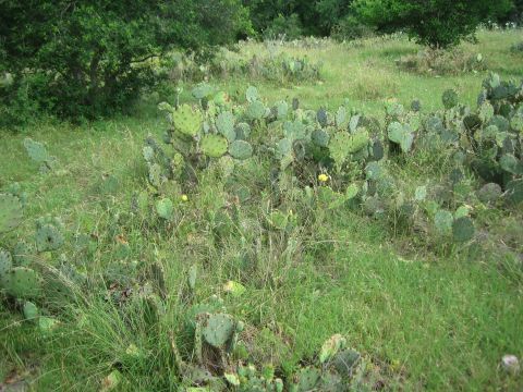 2001 Jeep Wrangler - A field of prickly pear cactus and tall grass under a canopy of trees.