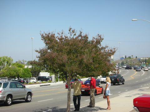 1998 Ford Crown Victoria - People stand near an orange sports car on a sunny day with traffic on the road.