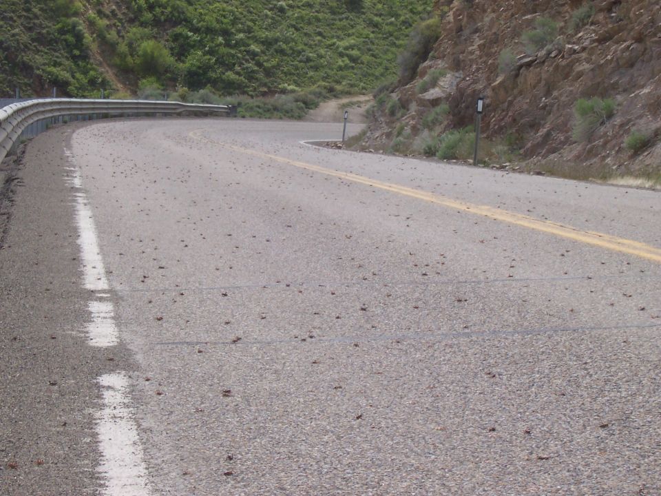 Roadway with guardrail on a curve, covered in many small dark insects