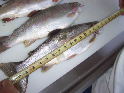 1994 Ford F-150 - A tape measure is used to measure several fish laid out on a white surface.