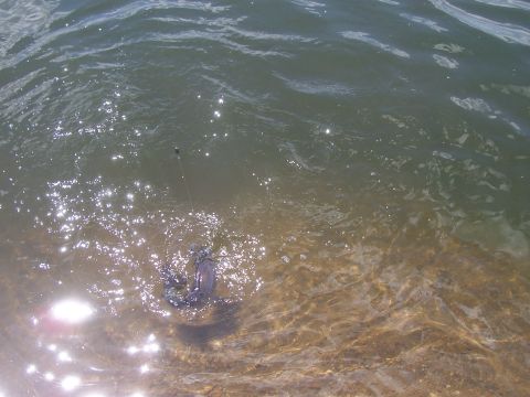 1994 Ford F-150 - A fish is caught on a fishing line in shallow, sun-dappled water.