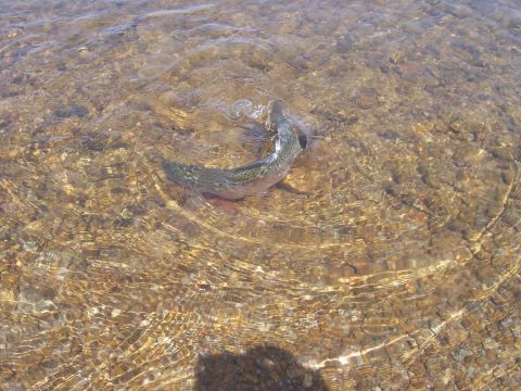1994 Ford F-150 - A fish navigates the clear, shallow waters of a stream bed.