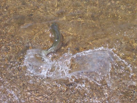 1994 Ford F-150 - Fish jumping in shallow water with a rocky bottom.