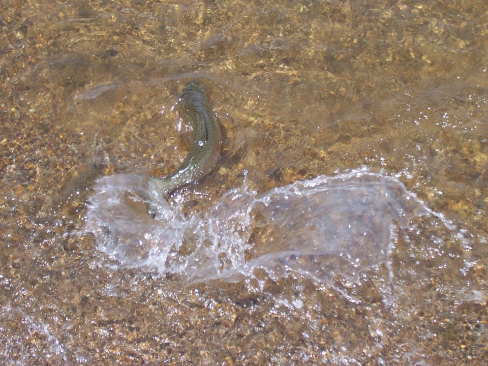 Fish jumping in shallow, clear water over a rocky bottom. Water splashes around the fish